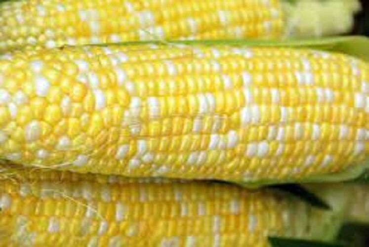 Premium Peaches N Cream Corn Seeds - SE - Sweetest Corn Ever! No isolation! gallery
