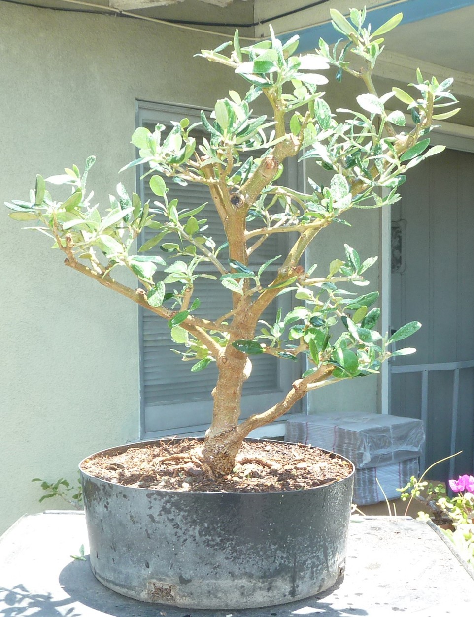 Olea Europaea Olive Pre Bonsai Raft Dwarf Kifu Fat Trunk Nice Nebari gallery