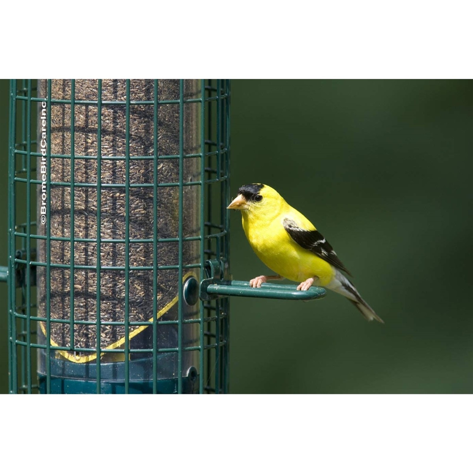 Squirrel Buster Finch Squirrel-proof Bird Feeder w/4 Metal Perches & 8 Feeding P gallery