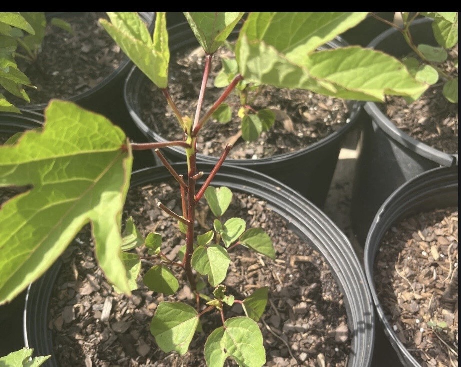 Hibiscus tea Plant - Roselle Live Plant Hibiscus sabdariffa gallery