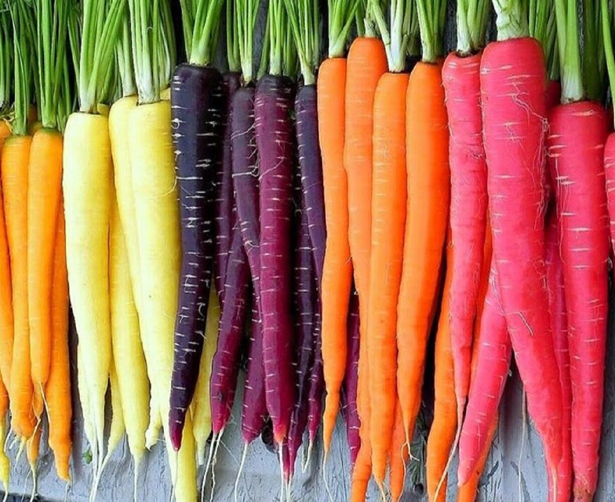 Rainbow Blend Carrot Seeds | Heirloom | Non-GMO | Fresh Garden Seeds gallery