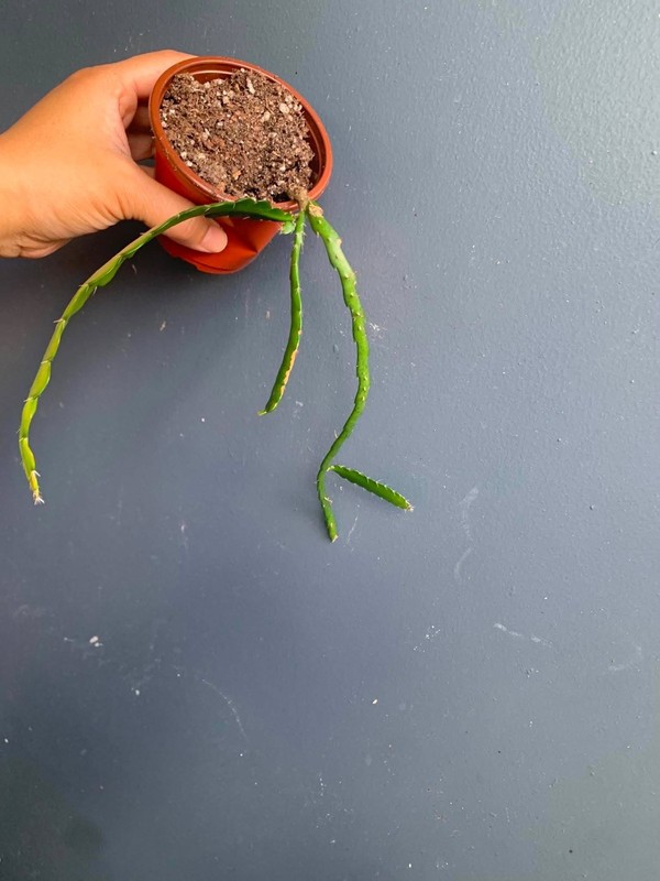 Fishbone Cactus 3" Pot | Zig Zag Cactus | Rooted Jungle Cactus Easy Care Plant gallery