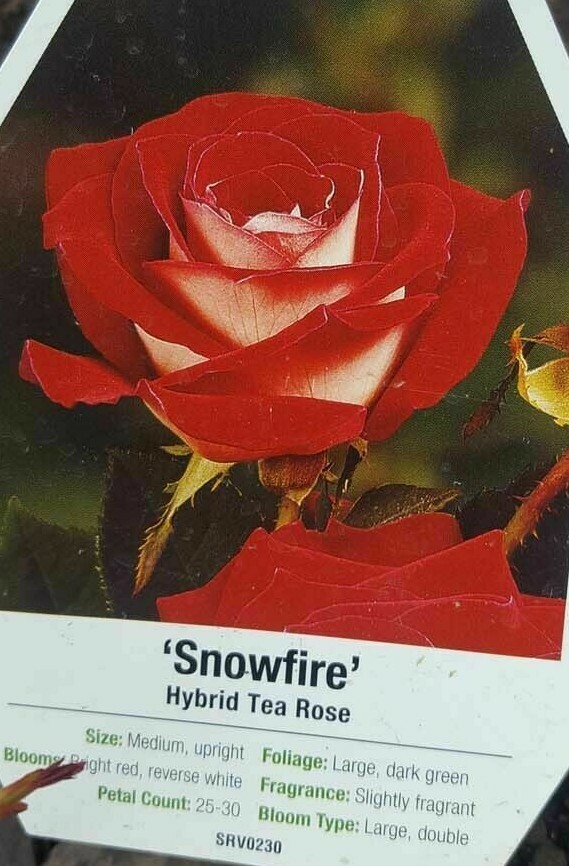 Snowfire Hybrid Tea Rose 2 gal Red White Bush Plants Shrub Plant Fine Roses gallery