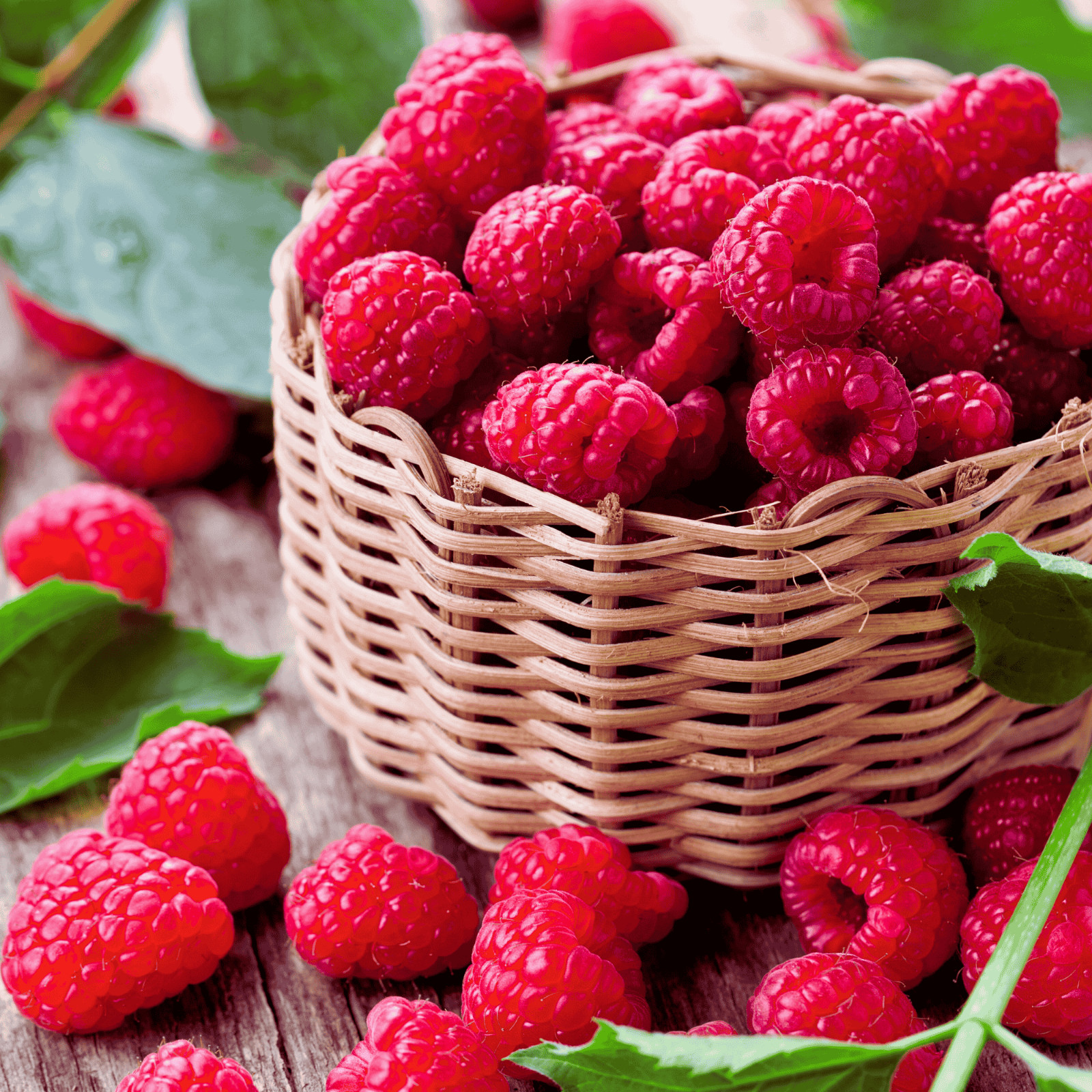 Hand Picked Nursery Boyne Raspberry Canes – Bare Root Canes, 1-Year-Old gallery