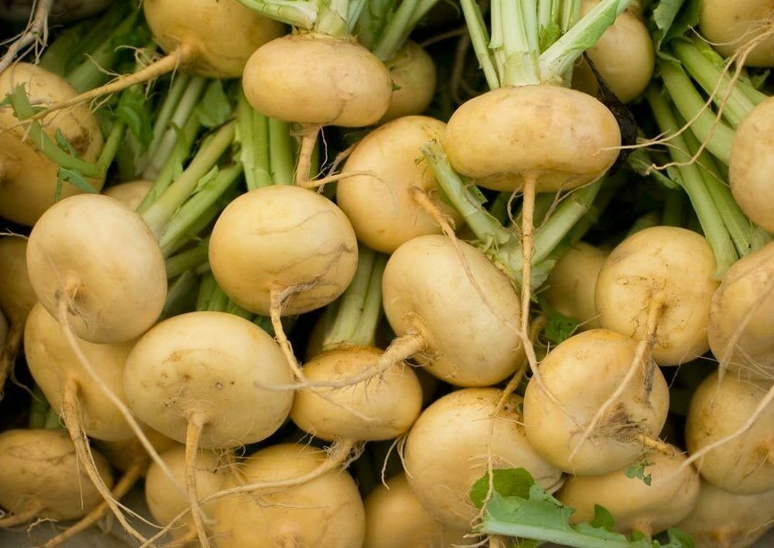 GOLDEN BALL TURNIP SEEDS 1000+ VEGETABLE garden SOUP stew COOKING FREE SHIPPING gallery