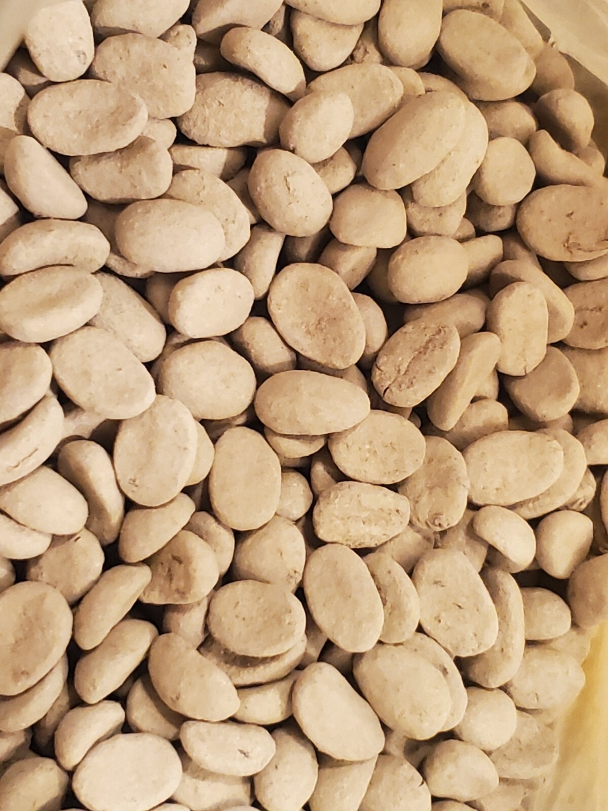 8 Coffea Robusta (syn Canephora) Seeds Grow your own coffee plants at home gallery