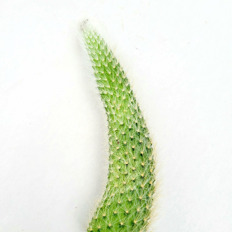 Monkey Tail Cactus Hildewintera colademononis Succulent Plant gallery
