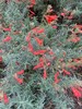 Epilobium canum | California Fuchsia | 20 Seeds gallery