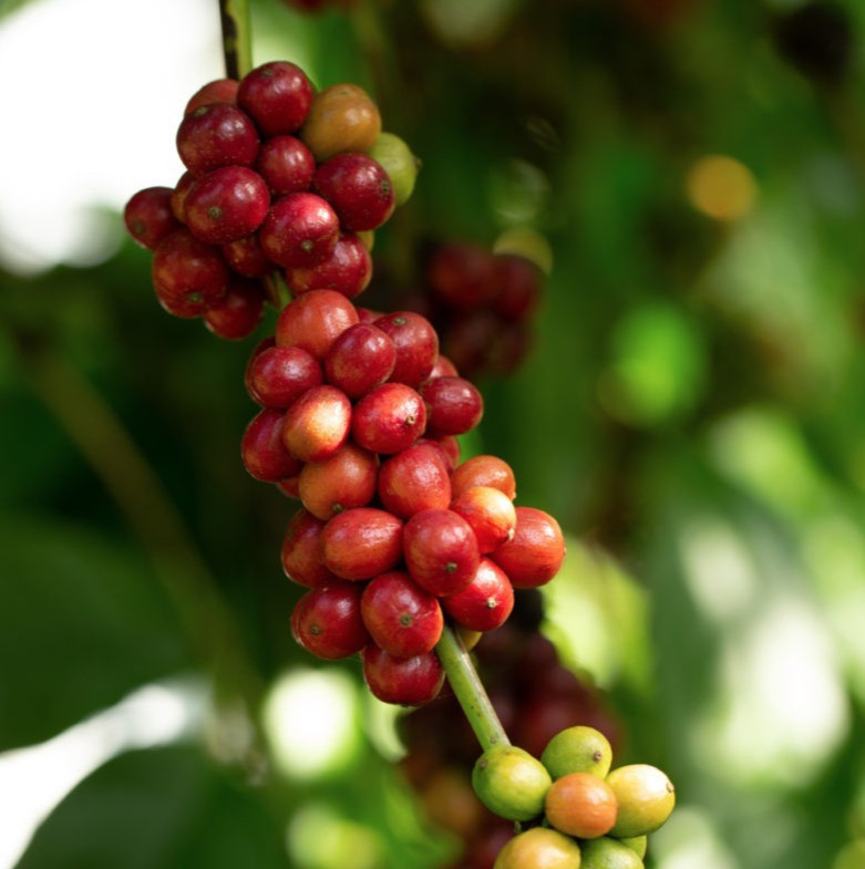 Robusta Coffee Seedss 120 pcs (Coffea sp.) CERTIFIED Coffee Bean gallery