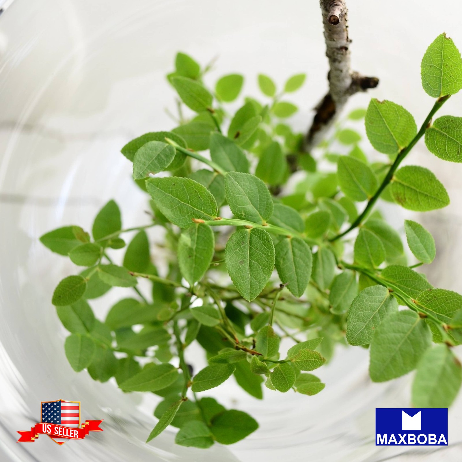 6+ Moringa Seeds Vegetable Non-GMO BOGO 50%OFF gallery