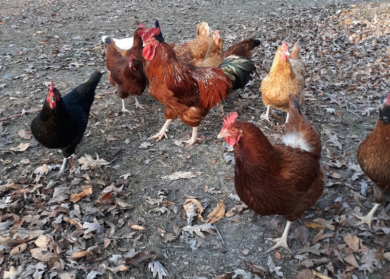 16 Lbs Dry Chicken Manure gallery