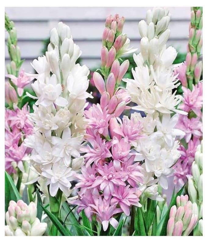 Tuberose/Rajnighandha Flower Bulbs (pack of 11 Bulbs Mix Multi Color) gallery
