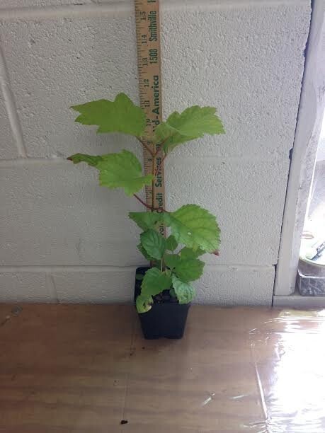 OAKLEAF HYDRANGEA 4" POT gallery