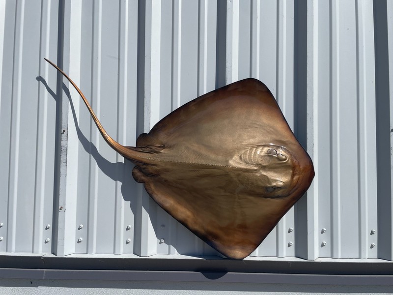 46" Southern Stingray Half Mount - Quick Production gallery