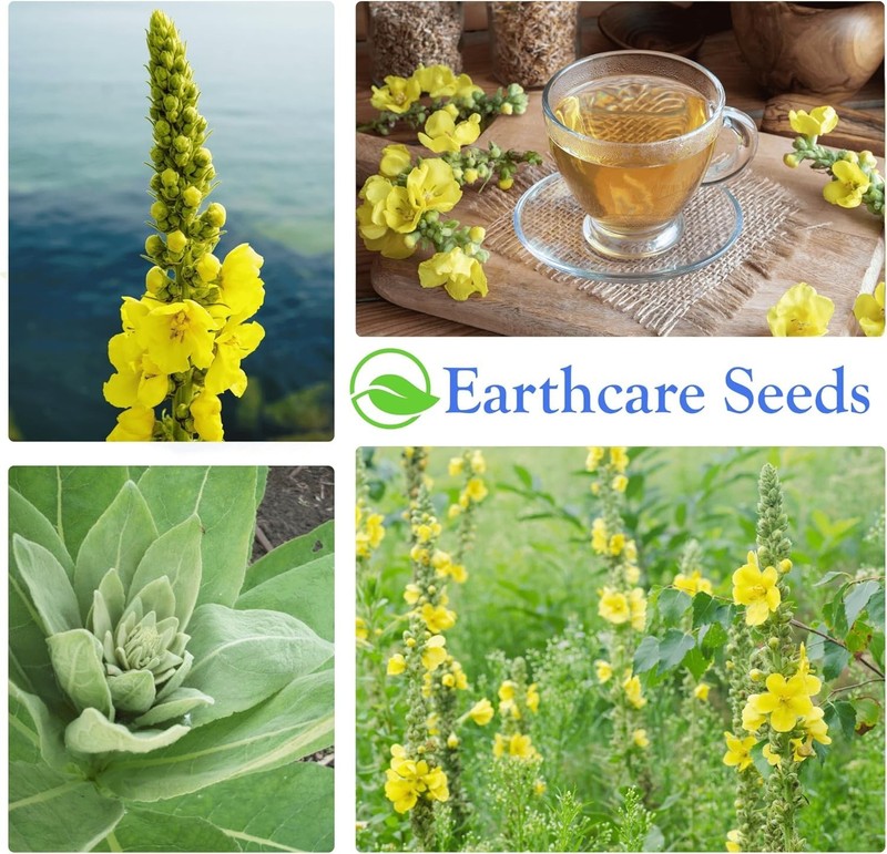 Pollinator-Friendly Heirloom Mullein Seeds - 150 Non-GMO for Your Outdoor Garden gallery