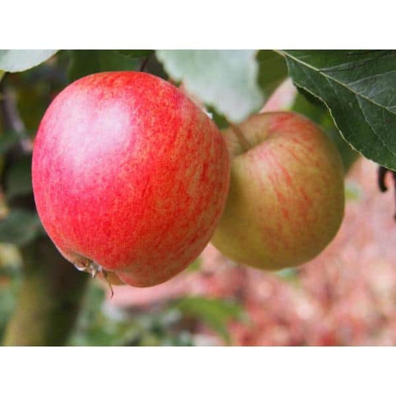 Dwarf Honeycrisp Apple Tree Bare Root gallery