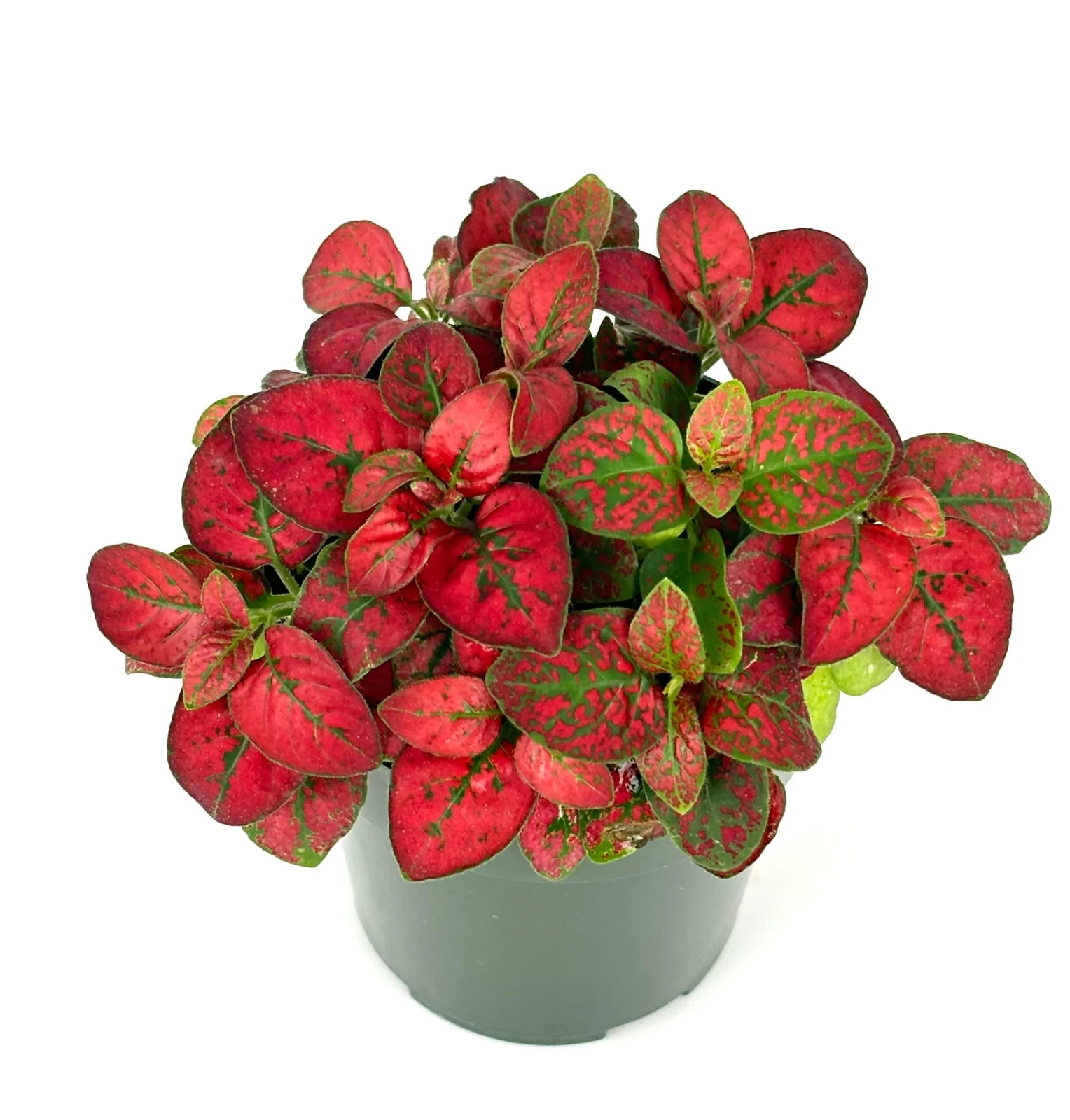 Hypoestes Red Splash Live Potted House Plants Air Purifying, 2.5" Pot gallery