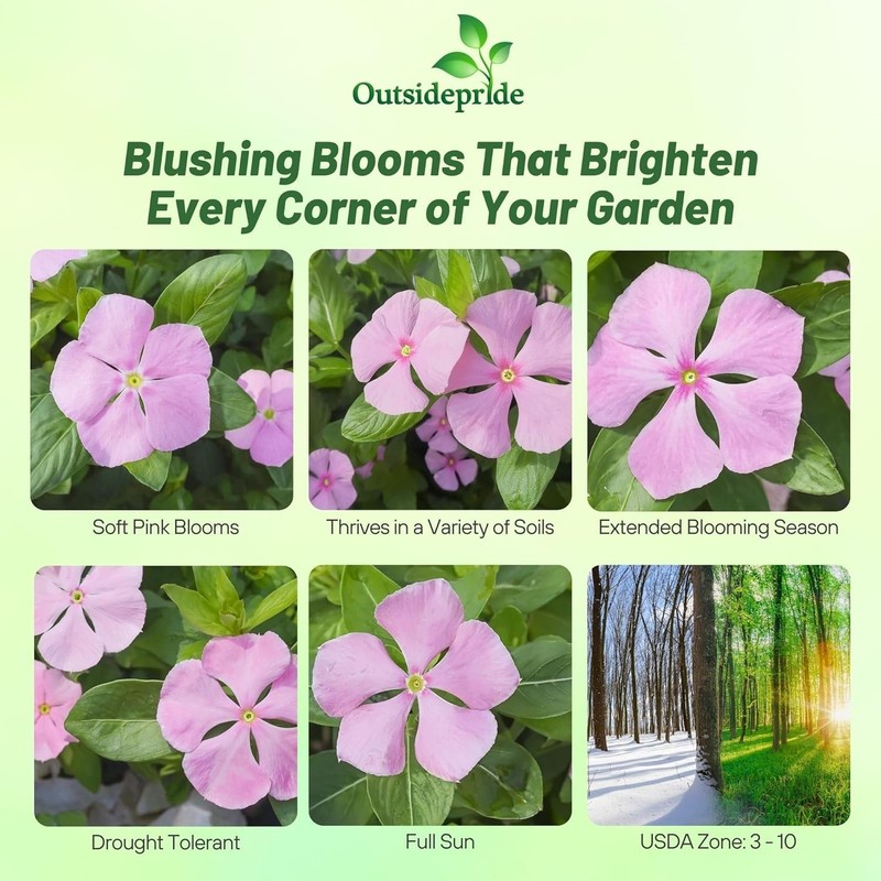 2000 Seeds Drought Tolerant Periwinkle Vinca Rosea Pink Ground Cover Plant Seed gallery