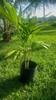 Double adonidia merrelli Palm Tree 24 inch tall (2 years old ) gallery