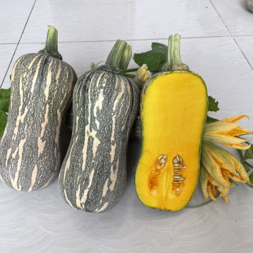 Striped Butternut Squash Seeds,Hạt Giống Bí Hạt Đậu F1 - NON-GMO gallery