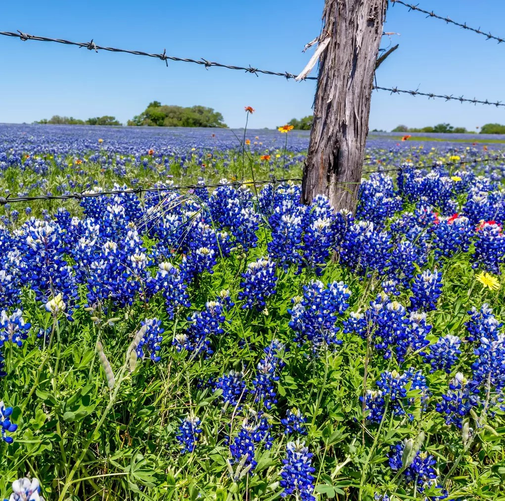 200+ Texas Bluebonnet Seeds - Hummingbirds Butterflies - Bright Color- Fragrant gallery