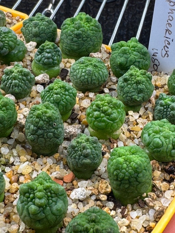 Pseudolithops sphaericus Seedling Rare Succulent Live Plant 1” Seed Grown USA gallery