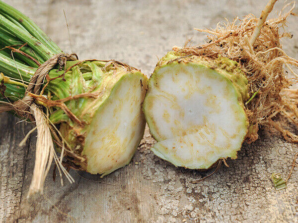 SCARBOROUGH SEEDS Celery Root (Celeriac) 500 Seeds Non GMO Garden Seeds gallery