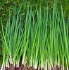 ONION, TOKYO LONG WHITE, HEIRLOOM, 100+ SEEDS, GREAT IN SALADS, NON GMO gallery