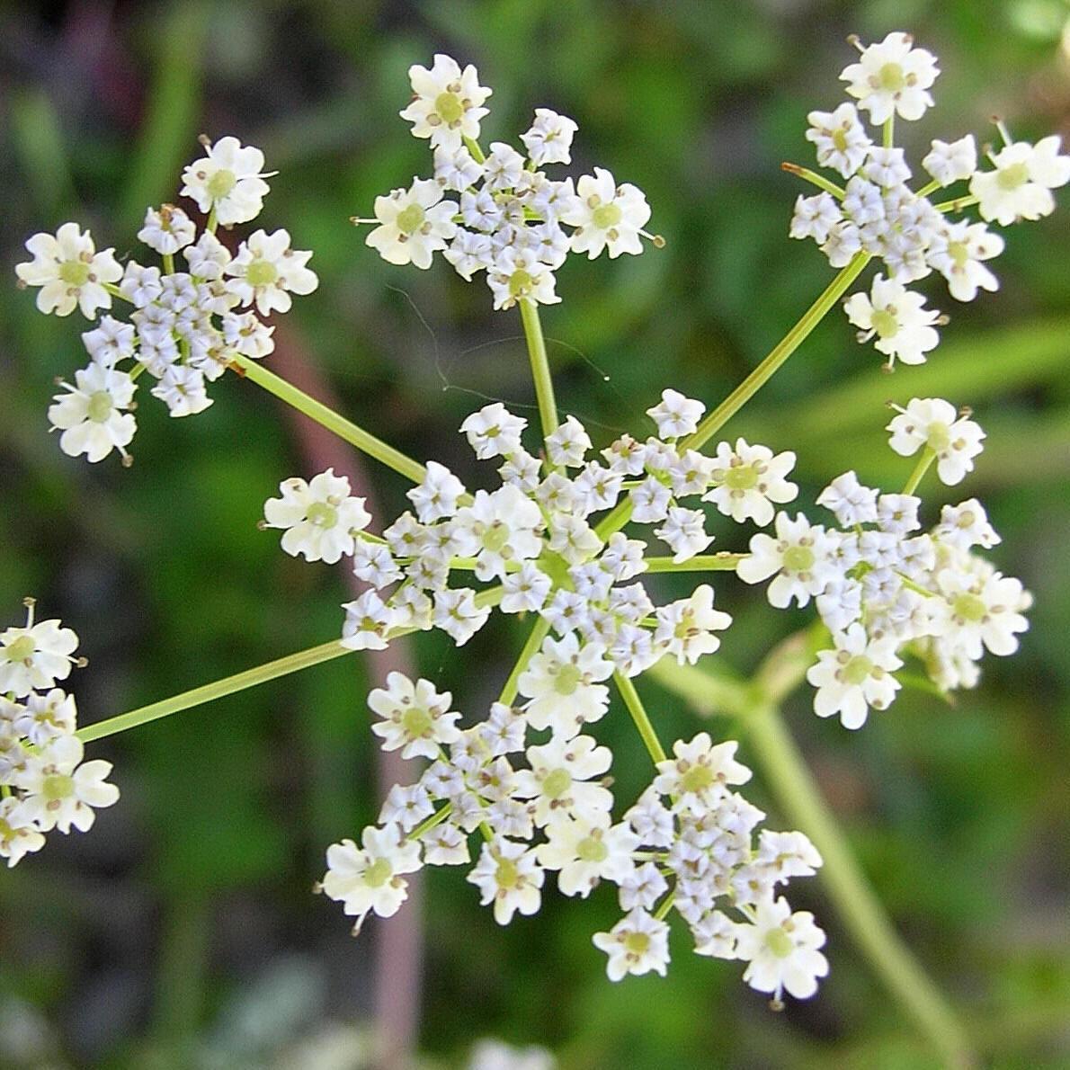 Caraway Seeds | Heirloom - Non-GMO | Free Shipping | Herb Seeds | 1172 gallery