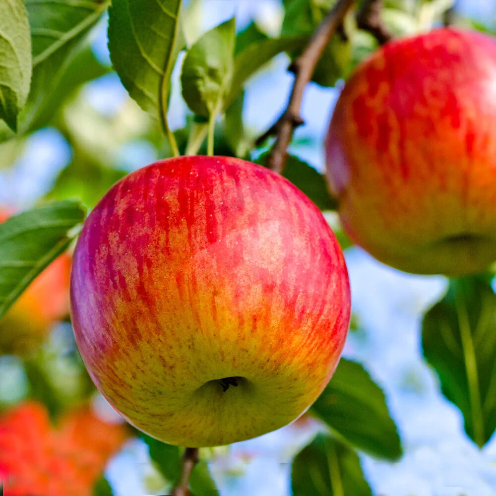 Apple "Anna" Fruit Trees
