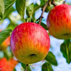 Apple “Anna” Fruit Trees