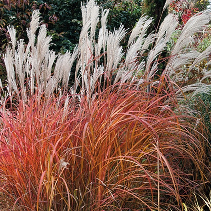 ( 1 ) - Fire Dragon Maiden Grass ( miscanthus ) - Starter Plants ( 4m ) gallery