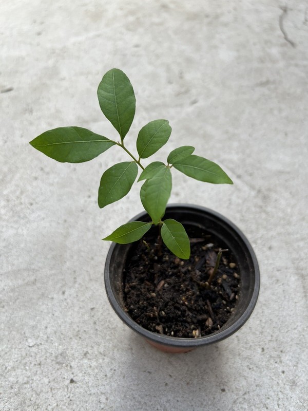 Florida Longan Tree 8” Dimocarpus Dragon Eye Seedling Tropical Live Plant gallery