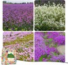 Ground Cover Plant Collection - 31,000+ Mix of Creeping Thyme, Alyssum, Purple gallery