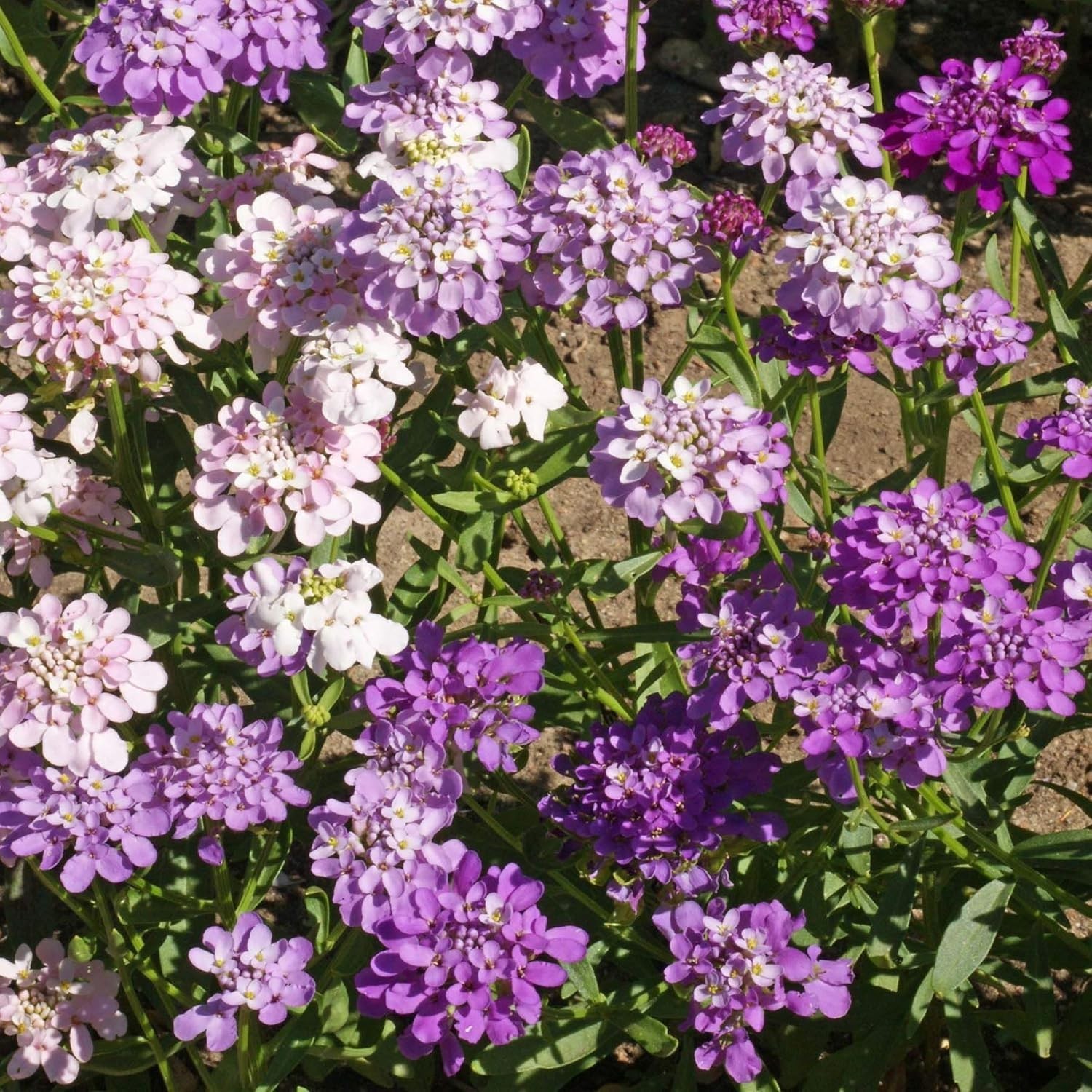 400 Seeds Candytuft Dwarf Mix Wild Flower Cover & Border Free Shipping & Track gallery