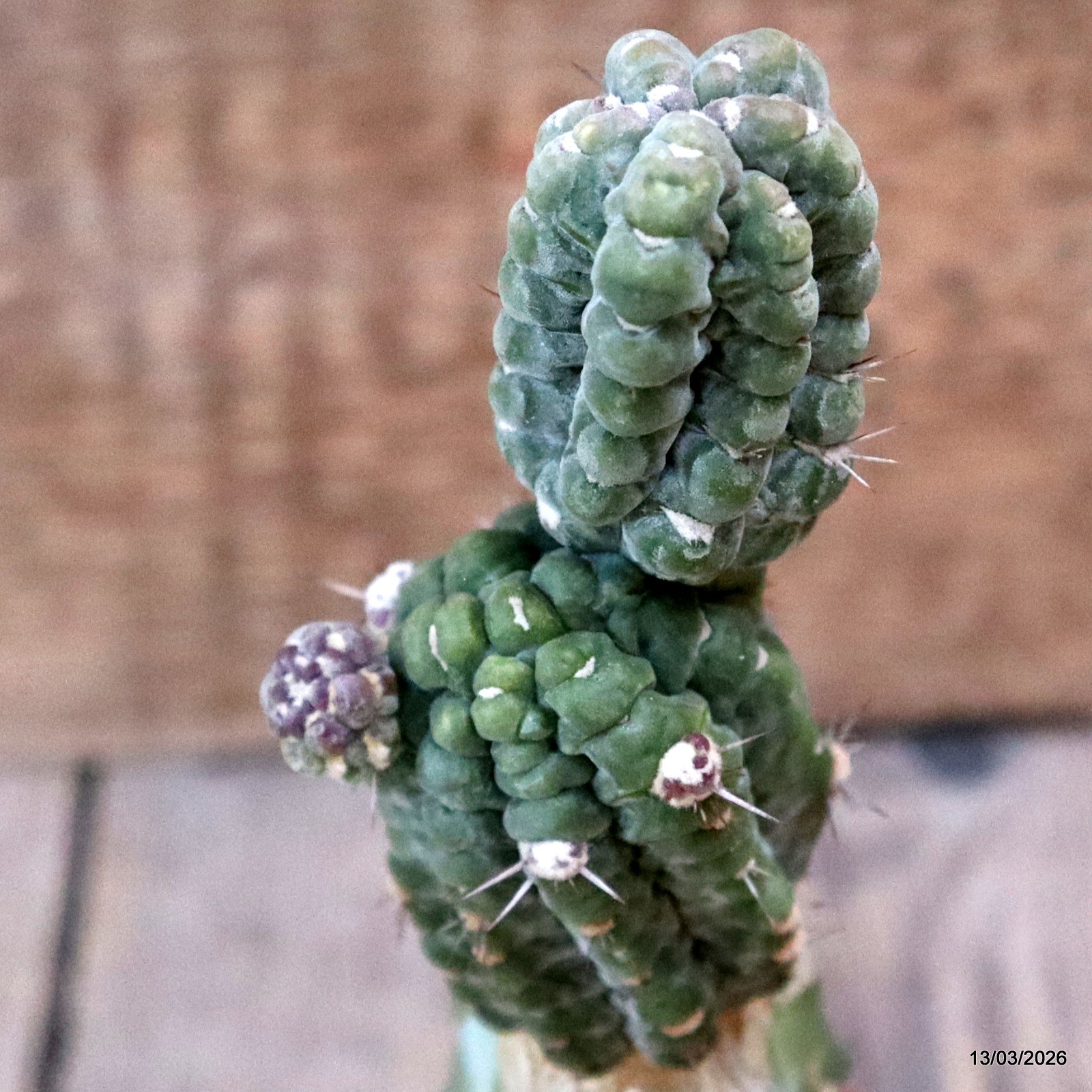 D7995 STENOCEREUS GRISEUS CV. PHIL MCCRACKEN GRAFT. pot6,5-H16-W5 cm MaMa Cactus gallery