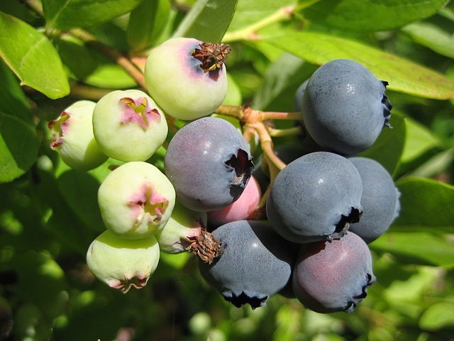 Vaccinium myrtillus | Bilberry | 20 Seeds gallery