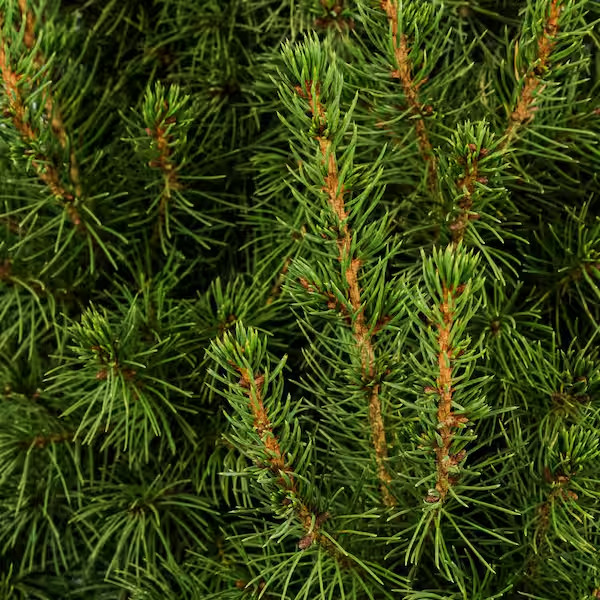Dwarf Alberta Spruce Live Evergreen Tree 2.5 Qt Cold Hardy Outdoor Plant Shrub gallery