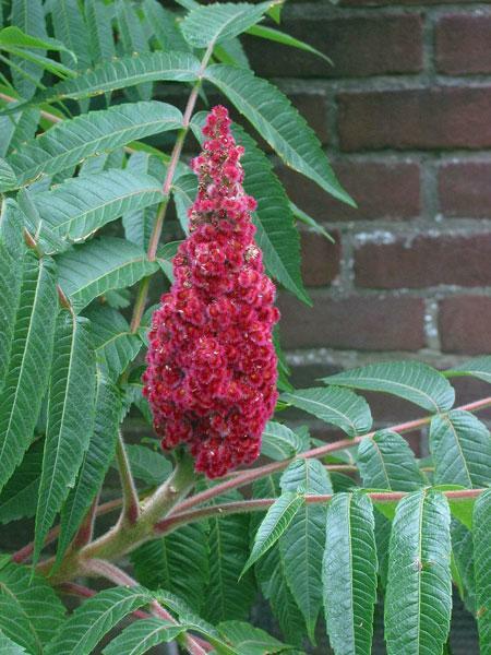 Rhus typhina | Staghorn Sumac | Velvet Sumac 'Tiger Eyes' | 10 Seeds gallery