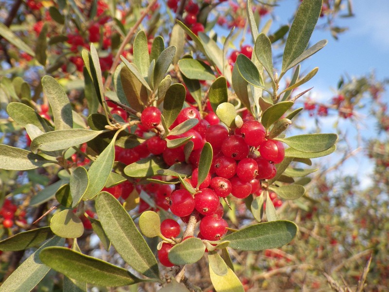 20 SILVER BUFFALOBERRY Shepherdia Argentea Red Fruit Native Bullberry Shrub Seed gallery