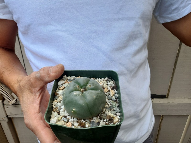Unknown Cactus -G gallery