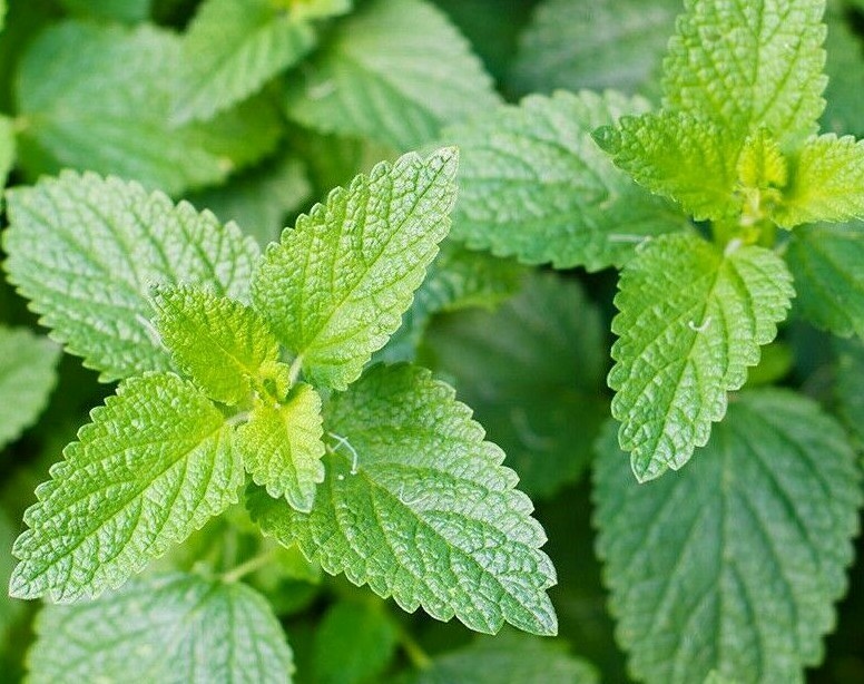CATNIP SEEDS 1000+ COMMON CAT NIP perennial herb GARDEN kitty MEOW FREE SHIPPING gallery