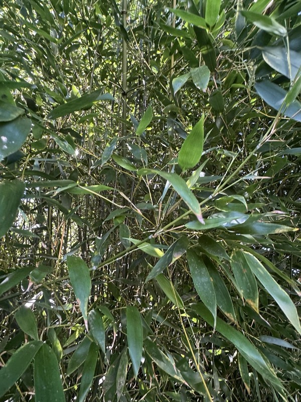 Cold Hardy Bamboo Rhizomes Bisetti Fall Sale phyllostachys bissetii gallery