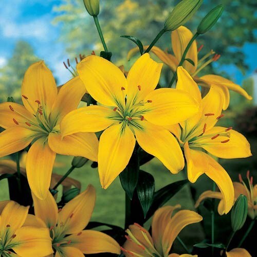 2 YELLOW COUNTY Asiatic Lily Live Flower Bulbs * ATTRACTS BUTTERFLIES gallery