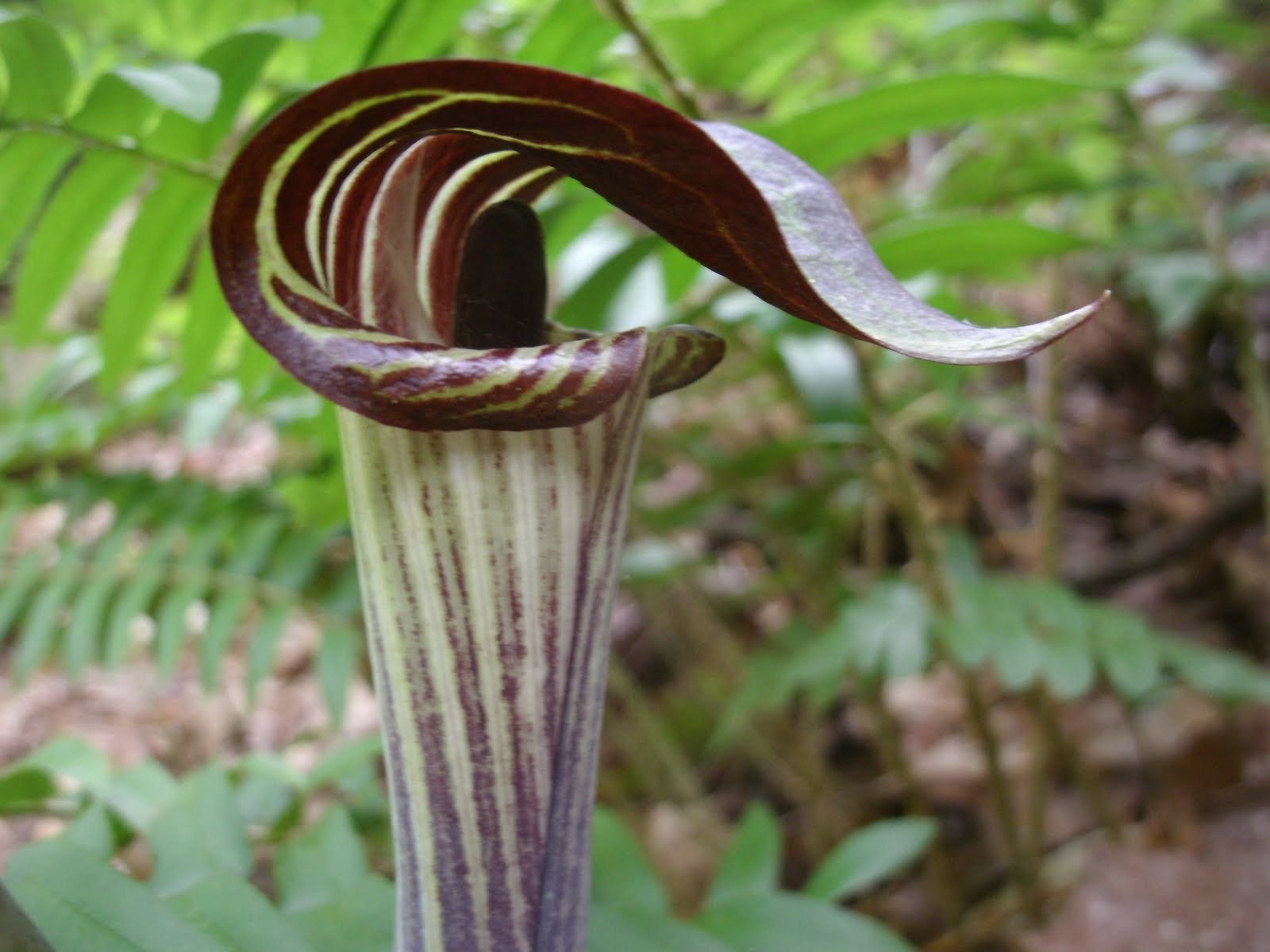 5 Jack-In-The-Pulpit bulbs Indian Turnip (Arisaema triphyllum) gallery