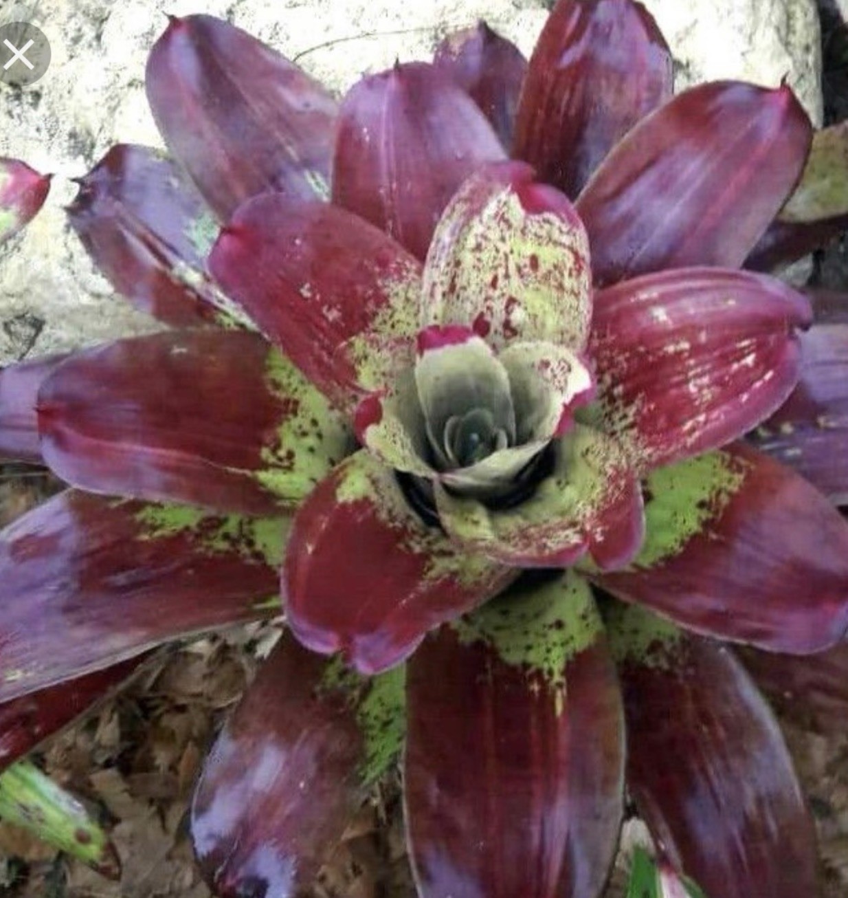 Neoregelia ‘ Fury ’ Bromeliad gallery