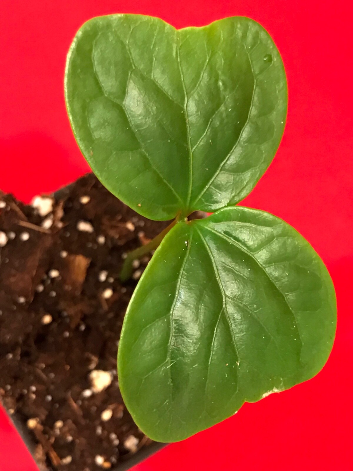 Burmese Grape Baccaurea Ramiflora Mafai Latkon Tropical Fruit Potted Tree Plant gallery