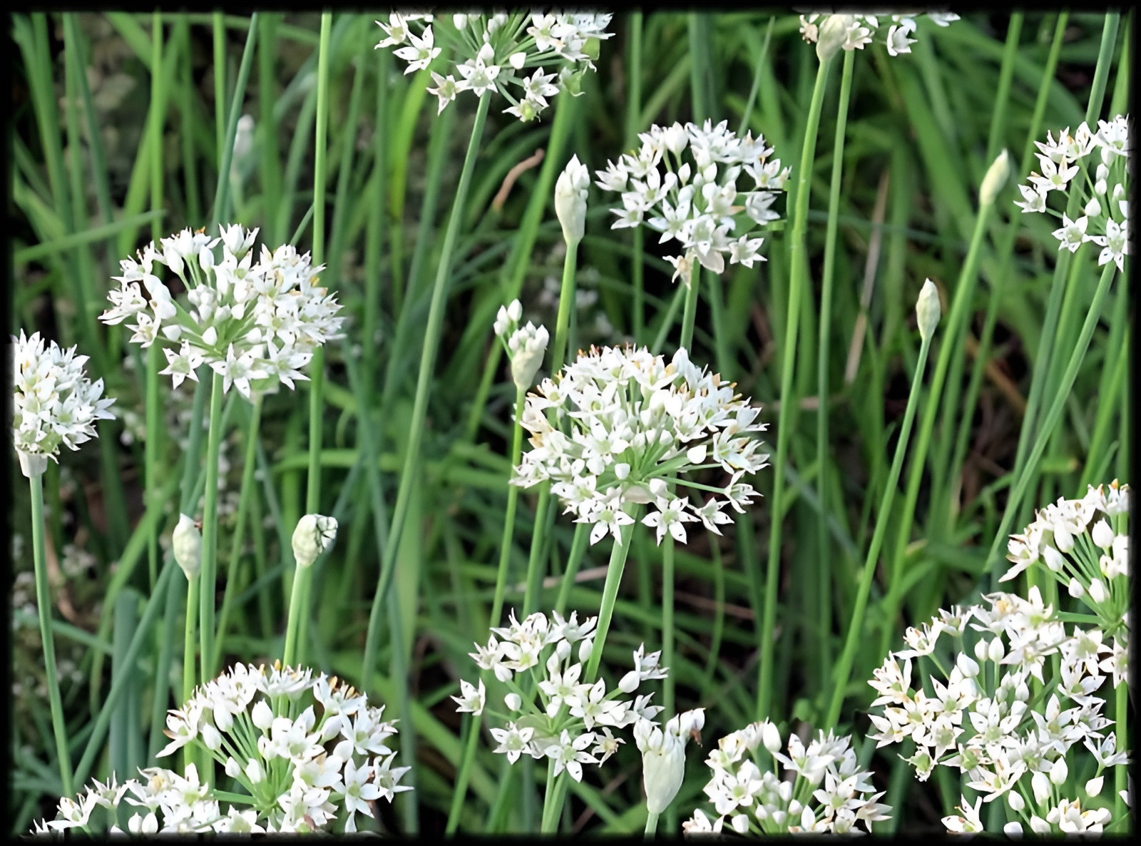 500 Heirloom Organic Garlic Chive Seeds Allium tuberosun Non-GMO Perennial Herb gallery