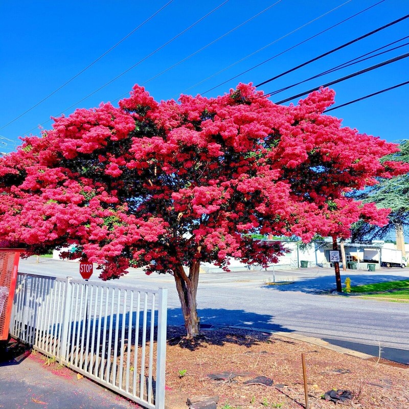 CRAPE MYRTLE TREE SEEDS Crepe (Lagerstroemia Indica) Fast Lilac Flower Plant gallery