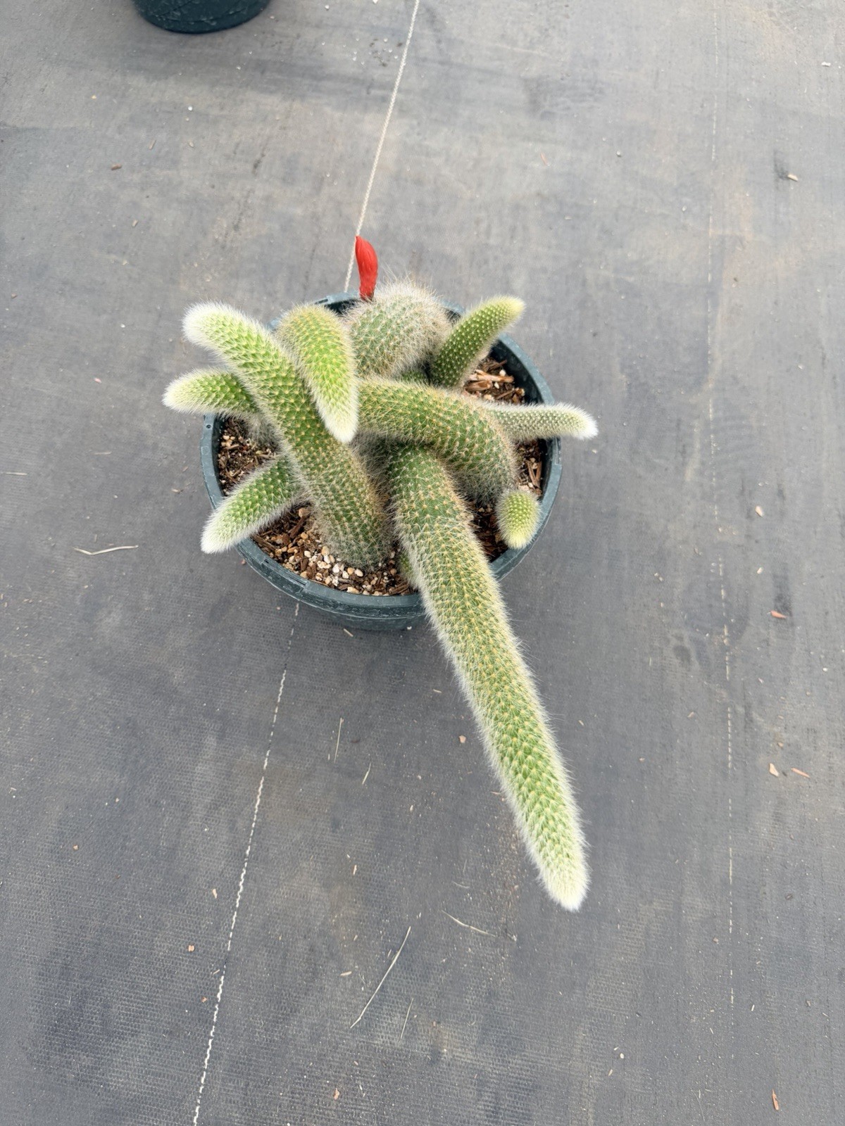 Monkey Tail Cactus Succulent Plant gallery